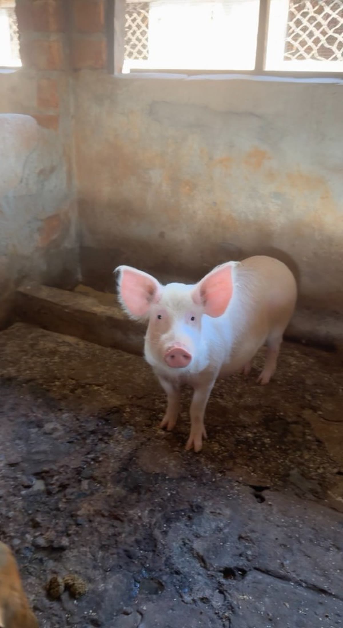 Pig at Golden Emerald Guest House
